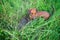 Red smooth-haired dachshund hunting among the grass
