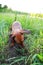 Red smooth-haired dachshund hunting among the green grass