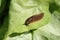 Red snail on a salad leaf