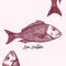 Red Snapper Animal Illustration