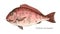 Red snapper hand drawn realistic illustration