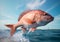 Red Snapper jumping out of the ocean water. Ai generative