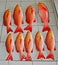 Red Snapper for Sale in Fish Market