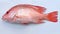 Red snapper on a white background.