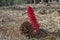 Red snow plant rests against a pine cone