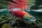 Red sockeye salmon underwater in river, AI generative