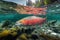 Red sockeye salmon underwater in river, AI generative