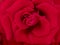 Red soft magic rose, romantic gentle artistic image