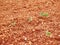 Red soil with freshly planted kohlrabi sprouts, detail of Croatian rural landscape