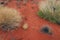 Red Soil and Native Spinifex, Uluru