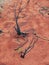 Red Soil, Uluru, Northern Territory, Australia