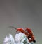 Red soldier beetle