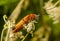 Red Soldier Beetle