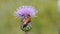 Red soldier beetle (Rhagonycha fulva) on thistle.