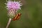 Red Soldier Beetles mating on a Thistle.