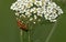 Red soldier beetles mating on a white flower