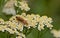 Red soldier beetles mating on a white flower