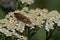 Red soldier beetles mating on a white flower