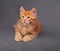 Red solid maine coon kitten lying with relaxing look with beautiful brushes on the ears on grey background