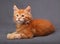 Red solid maine coon kitten lying with relaxing look with beautiful brushes on the ears on grey background
