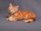 Red solid maine coon kitten lying with relaxing look with beautiful brushes on the ears on grey background