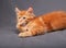 Red solid maine coon kitten lying with relaxing look and licking