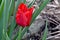 Red Solo Tulip Flower Bulb 02