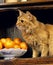 Red Somali Domestic Cat, Adult sitting near Oranges