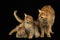 Red Somali Domestic Cat, Female with Kitten against Black Background
