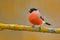 Red songbird Bullfinch sitting on yellow lichen branch, Sumava, Czech republic. Wildlife scene from nature. Bullfinch in forest.