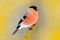 Red songbird Bullfinch sitting on yellow lichen branch, Sumava, Czech republic. Wildlife scene from nature. Bullfinch in forest, y