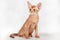 Red (sorrel) abyssinian kitten