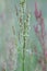 Red sorrel, Rumex acetosella