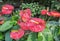 Red Spadix Flower in the garden