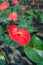 Red spadix flowers blooming