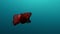 Red Spanish Dancer shellfish mollusk nudibranch sea slug underwater.