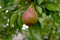 Red Speckled Common Pear Hang in Tree 01