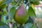 Red Speckled Common Pear Hang in Tree 05