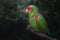 Red-spectacled Amazon Parrot