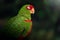 Red-spectacled Amazon Parrot with closed eyes