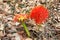 Red sphere flower(fireball lily)in Victoria Falls