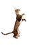 Red sphynx tabby cat stands on its hind legs and plays  on white