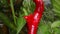 Red spicy chili peppers