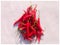 Red spicy chillies with white background jpg