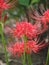 Red Spider Flower Lycoris Radiata