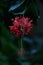 Red spider hibiscus or hibiscus schizopetalus flower