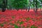 Red spider lilies at Manjyusyage Park