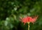 Red Spider Lily