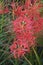 Red Spider Lily flowers