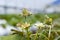 Red spider mite infestation on a strawberry crop